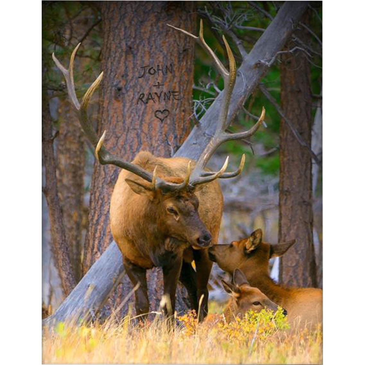 Woodland Sweethearts Personalized Stretched Canvas - Large
