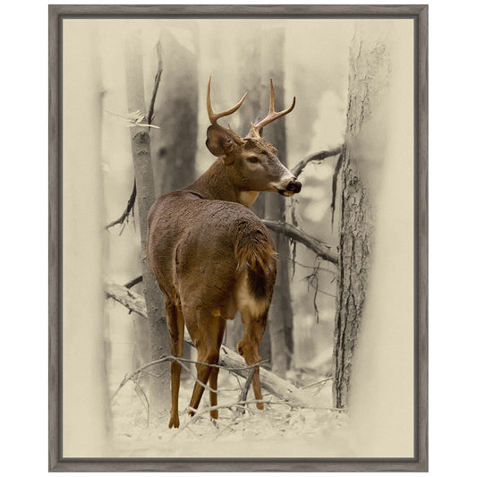 Ohio Buck Framed Canvas
