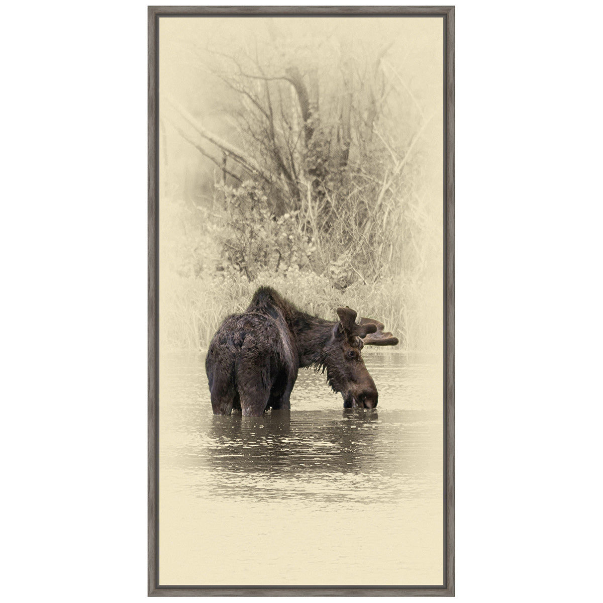 Moose II Framed Canvas