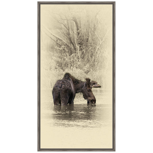 Moose II Framed Canvas
