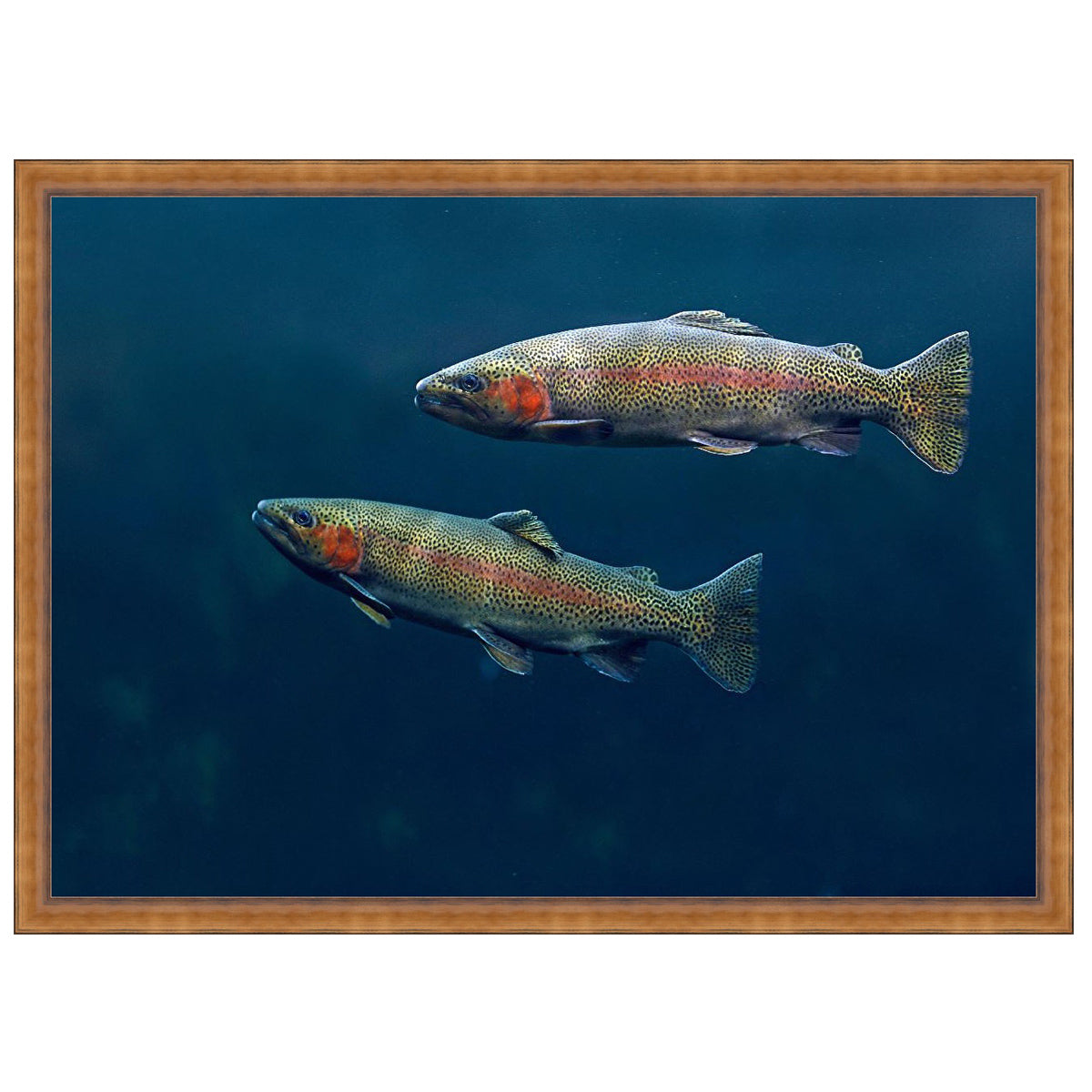 Docile Depths Trout Wall Art