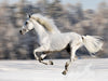Wild Winter Horse Canvas Wall Art