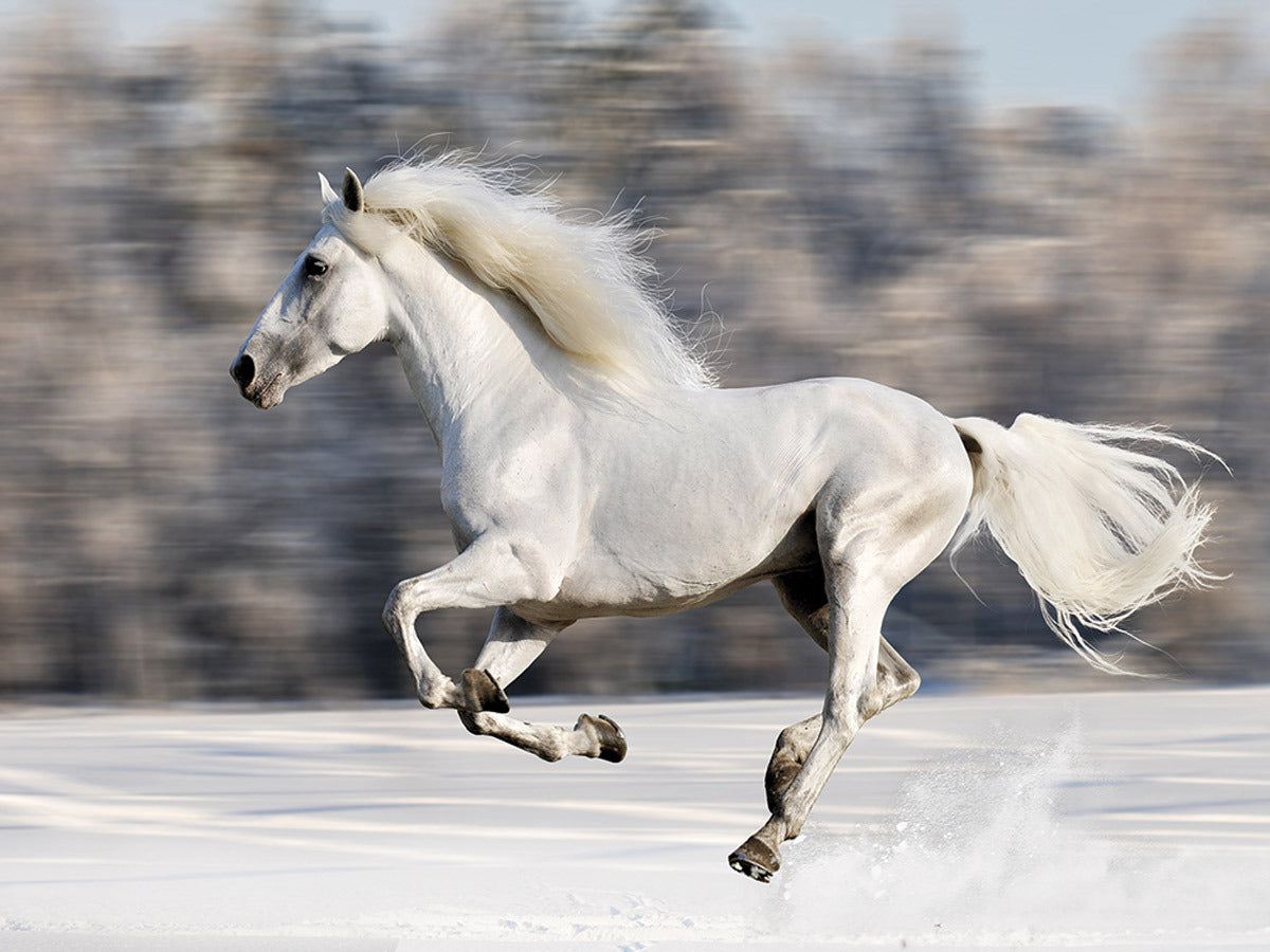 Wild Winter Horse Canvas Wall Art