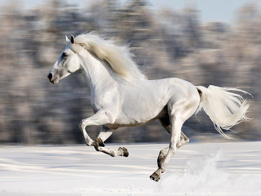 Wild Winter Horse Canvas Wall Art