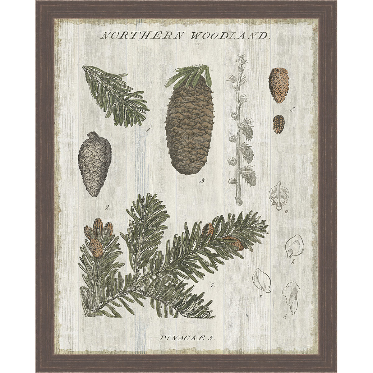 Pine Collector IV Framed Canvas