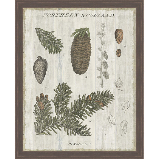 Pine Collector IV Framed Canvas