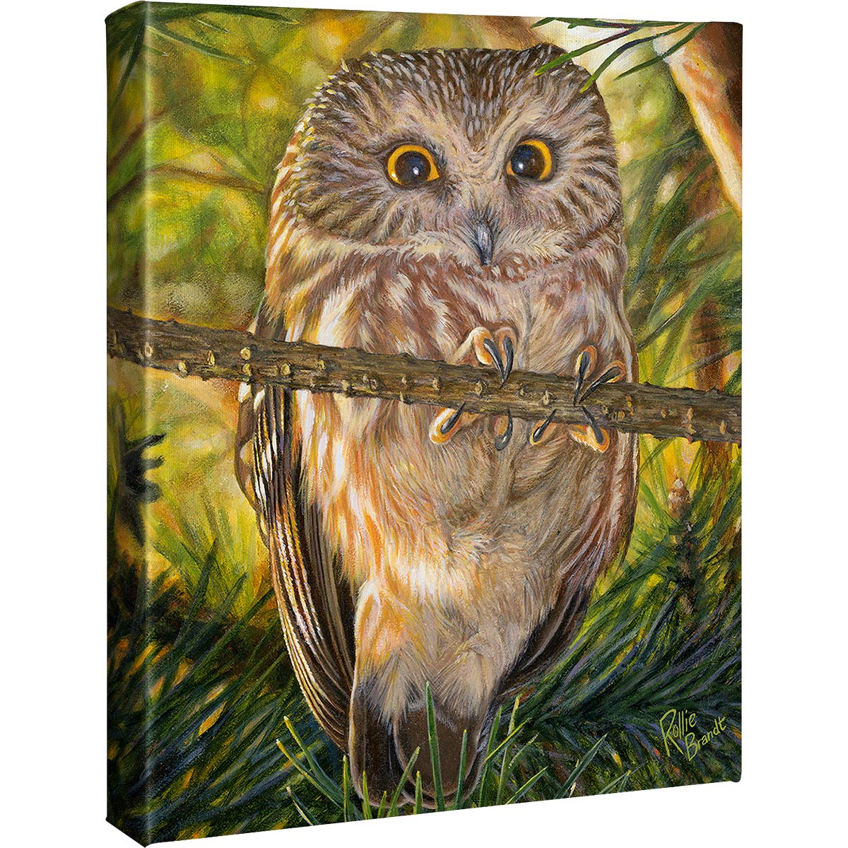 Little Owl Canvas Art