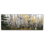 Morning Birch Grove Personalized Stretched Canvas