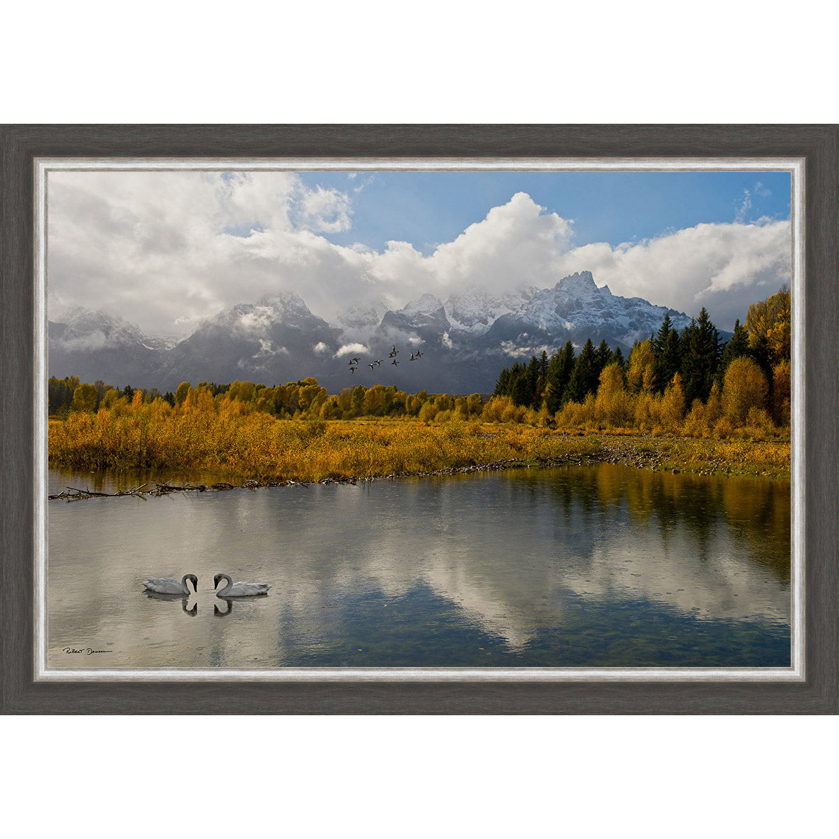 Swan Basin Framed Canvas
