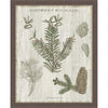 Pine Collector II Framed Canvas