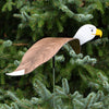 Dancing Outdoor Eagle