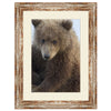 Kodiak Cub Framed Art