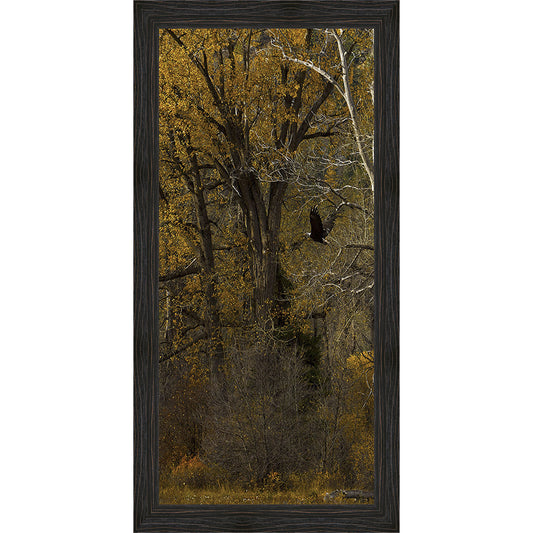 Eagle Flight Framed Canvas