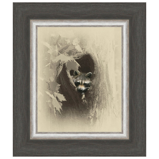 Raccoon Framed Canvas
