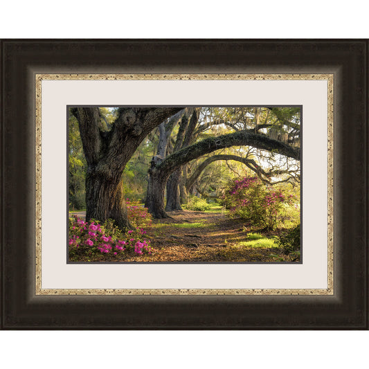 Canopy of Oaks Framed Print
