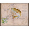 Texan Redfish Framed Canvas