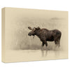 Moose Gallery Wrapped Canvas