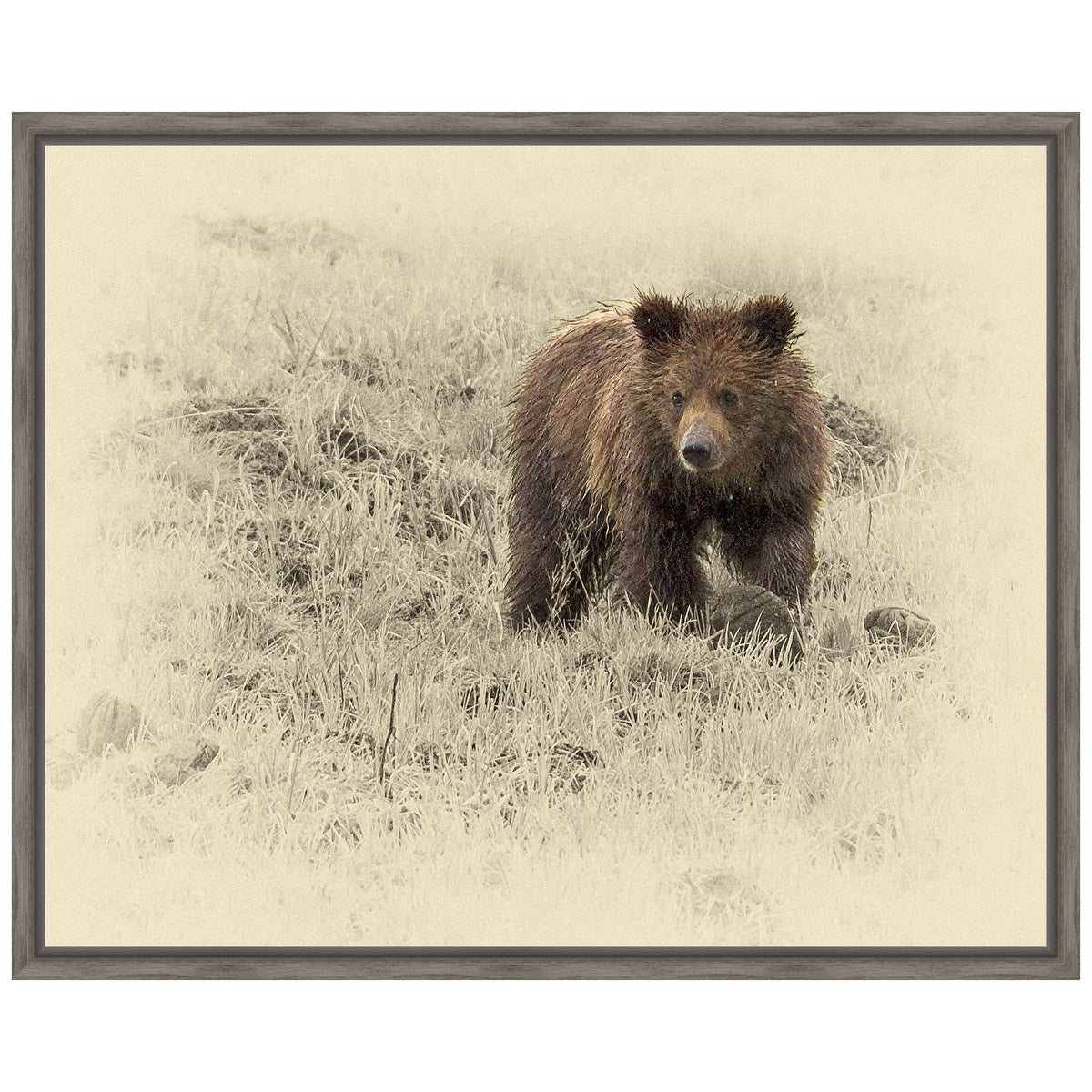 Grizzly Cub 1 Framed Canvas