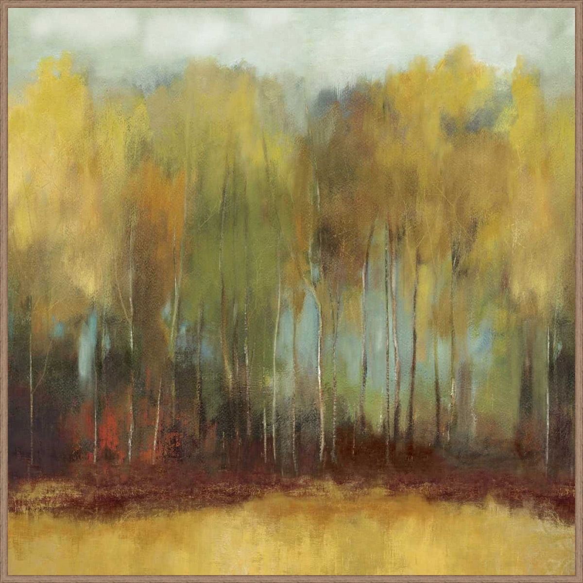Birch Grove in Autumn Canvas Art