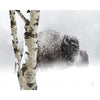Snow Bison Personalized Stretched Canvas - Small