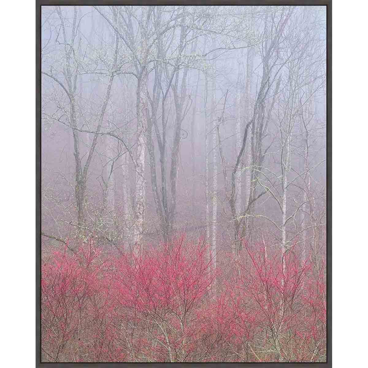 Misty Redbud Wall Art