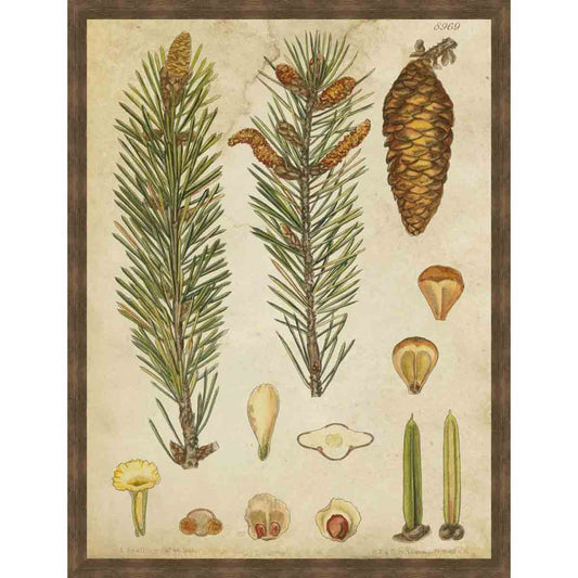 Vintage Coniers IV Wall Art