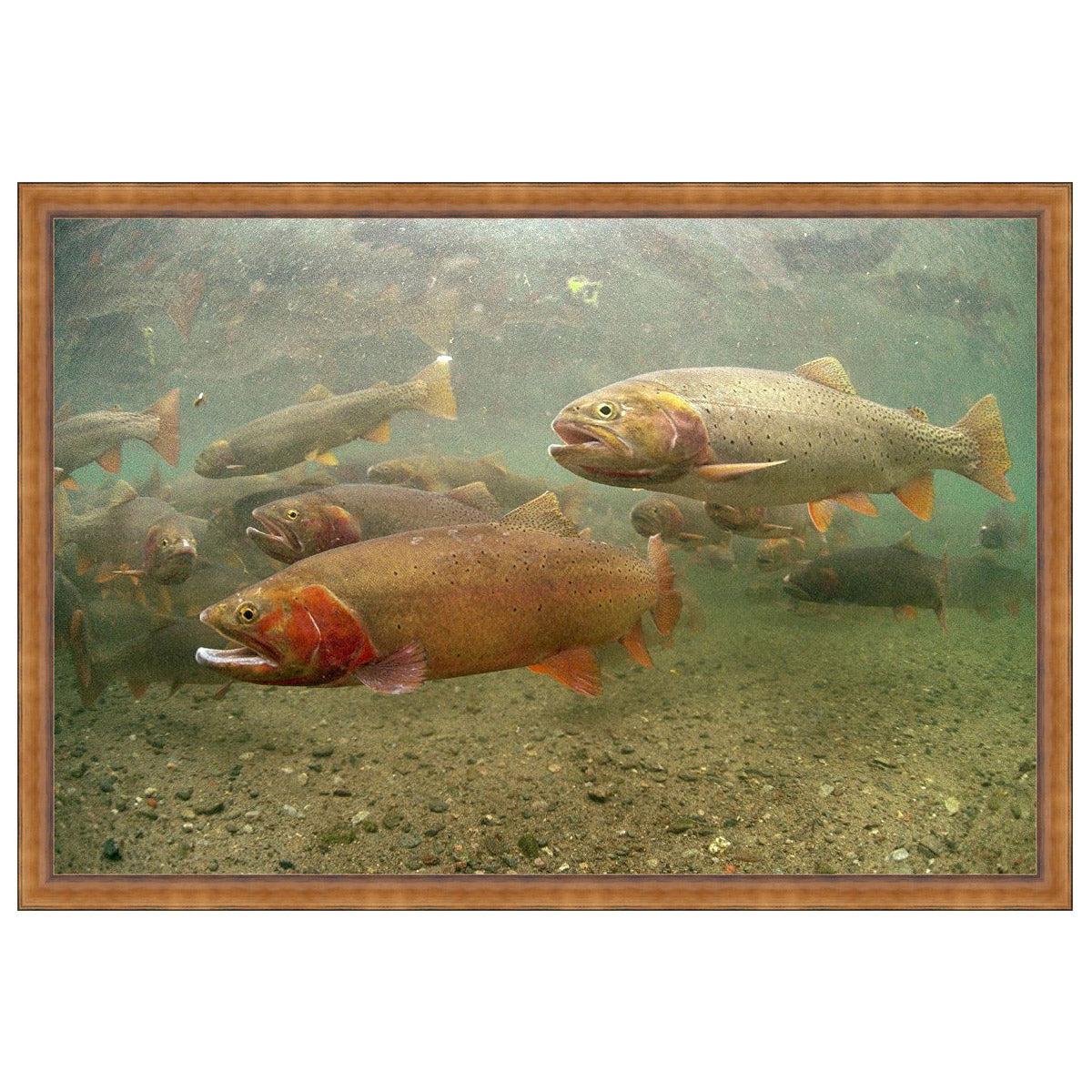 Sand & Stones Trout Wall Art