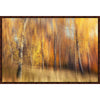 Birch Forest in Fall Framed Canvas