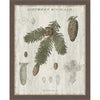 Pine Collector V Framed Canvas
