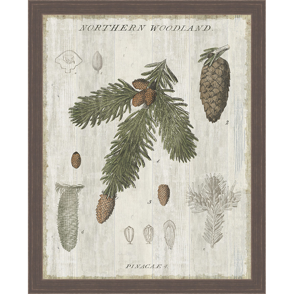 Pine Collector V Framed Canvas