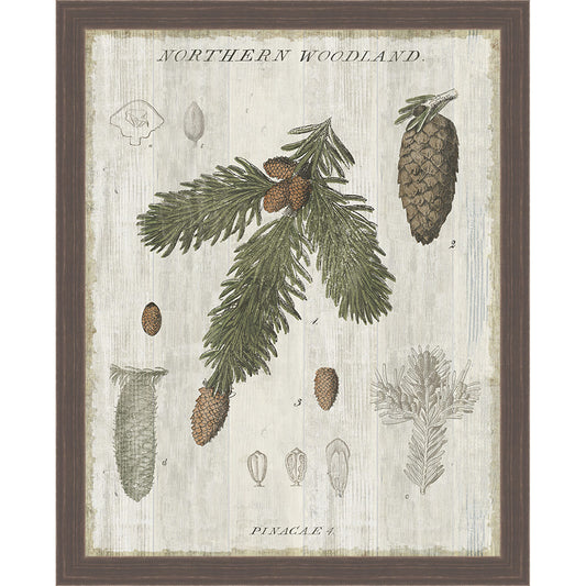 Pine Collector V Framed Canvas