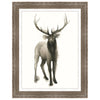 Majestic Wildlife II Framed Print