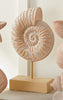 Nautilus Carved Shell Tabletop Sculpture - CLEARANCE