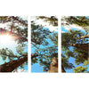 Upward Forest Personalized Framed Canvas Triptych