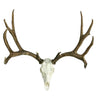 European Mule Deer Mount