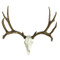 European Mule Deer Mount