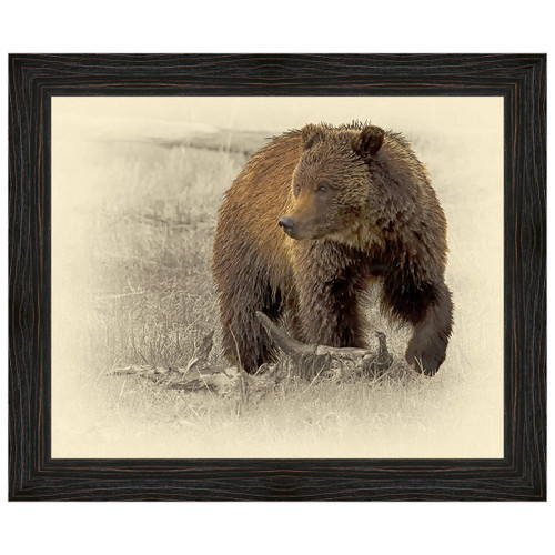 Grizzly Bear Framed Canvas