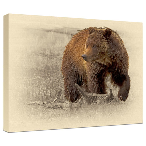 Grizzly Bear Gallery Wrapped Canvas