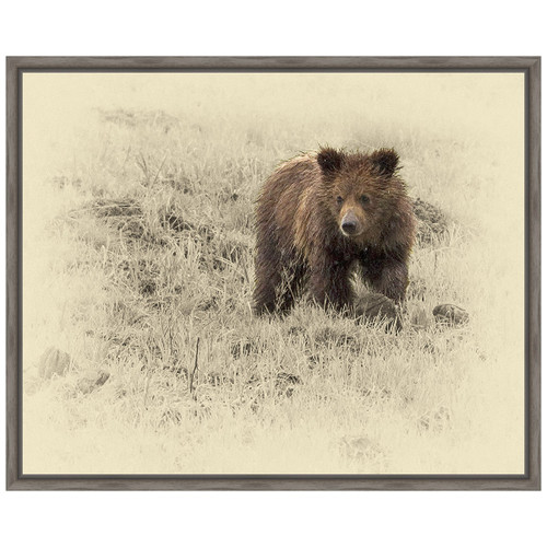 Grizzly Cub 1 Framed Canvas