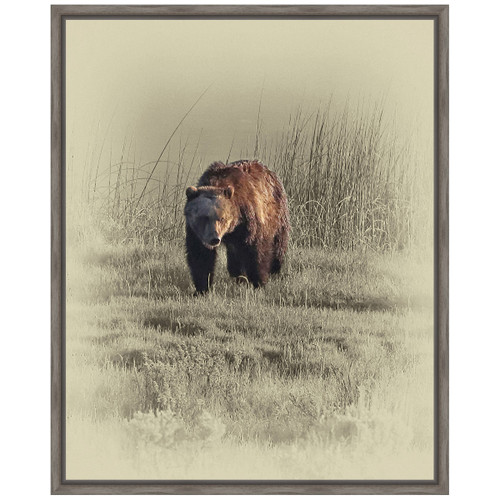 Grizzly Framed Canvas