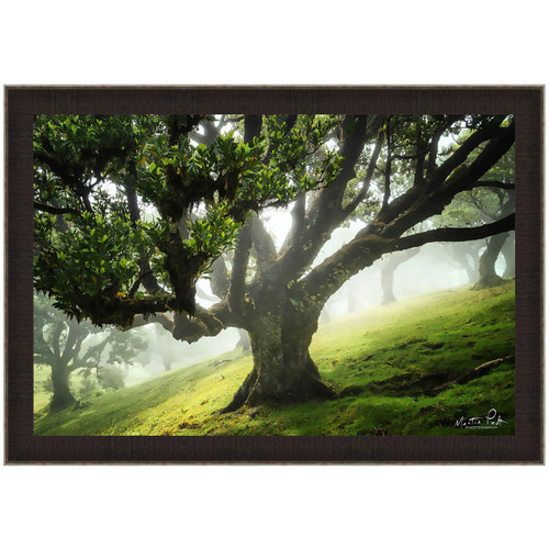 Majestic Woods Framed Art
