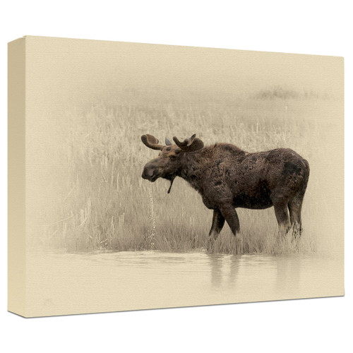 Moose Gallery Wrapped Canvas
