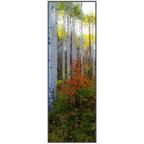 Morning Aspens I Framed Art