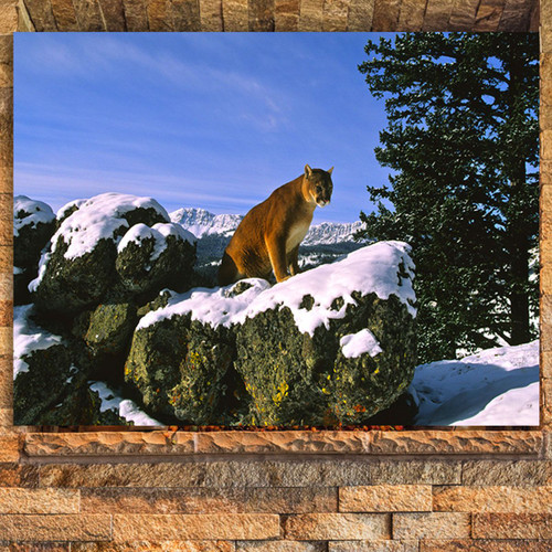 Mountain Cat Canvas Art