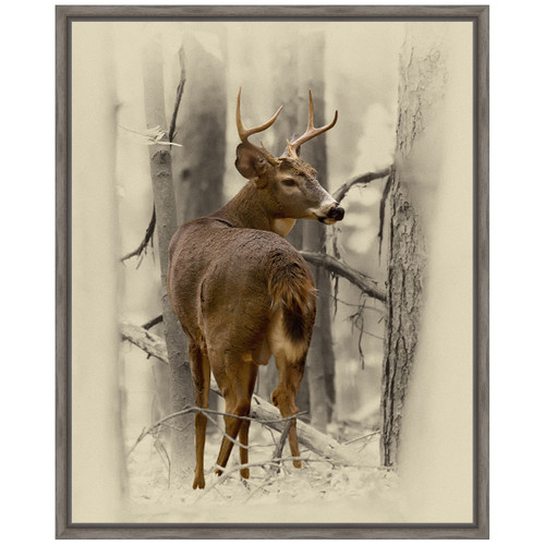 Ohio Buck Framed Canvas
