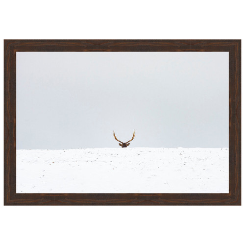 Peeking Elk Framed Canvas