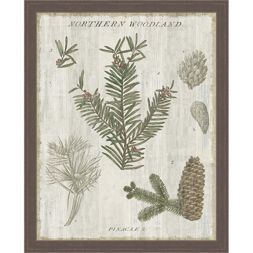 Pine Collector II Framed Canvas