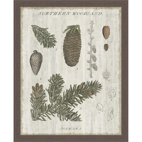 Pine Collector IV Framed Canvas