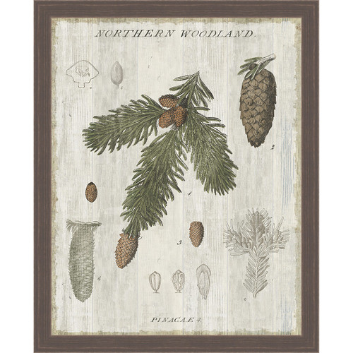 Pine Collector V Framed Canvas