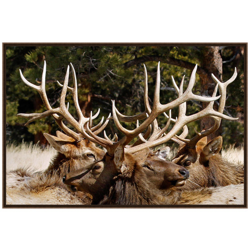 Racks Framed Art